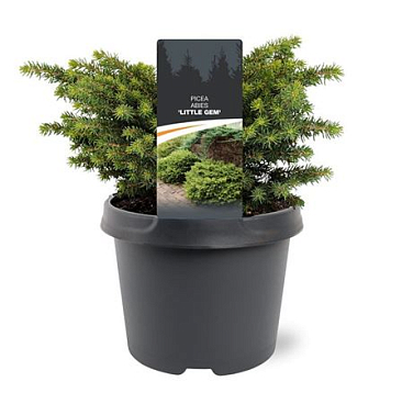Picea Abies Little Gem
