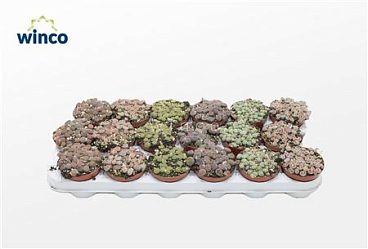 Lithops Mix (group)