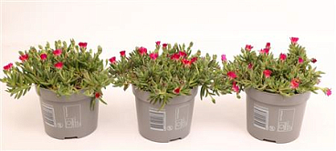 Delosperma Lido Red Mountain