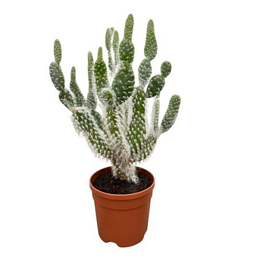 Opuntia Polycantha