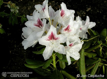 Рододендрон гибридный П.м.а. Тигерштед