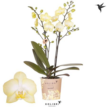 Phal 2st Colombia 22+(ok)