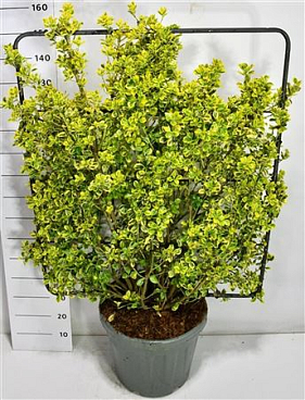 Euonymus Jap Aureus Screen