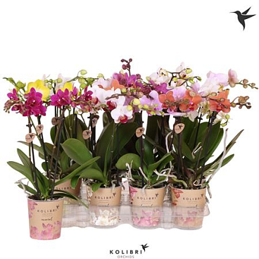 Phal 2st Mineral Mix