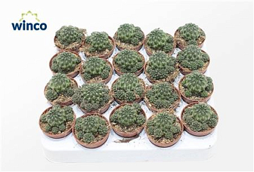 Sulcorebutia Canigueralii