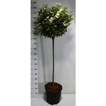 Elaeagnus Ebb Compacta On Stem