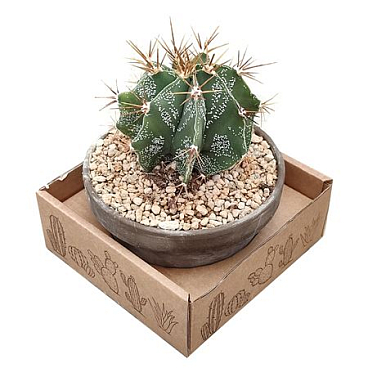 Astrophytum Ornatum In Terracotta