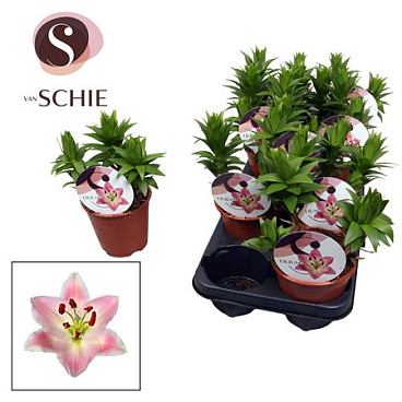 Lilium Or Souvenier 3pp (watch Me Grow)