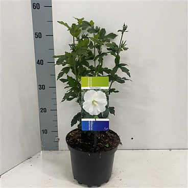 Hibiscus Syr Totus Albus