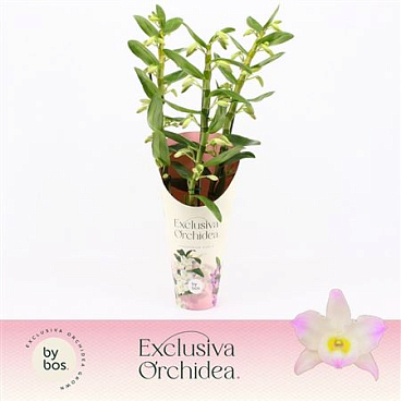 Dendr Nob 3st Kumiko Exclusiva Orchidea