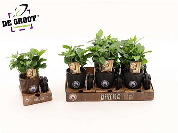 Coffea In Bruikbaar To Go Cup