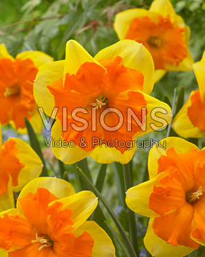 Нарцисс орхидный Конгресс | Оптовая цветочная компания «Флора Групп» Нарцисс орхидный Конгресс