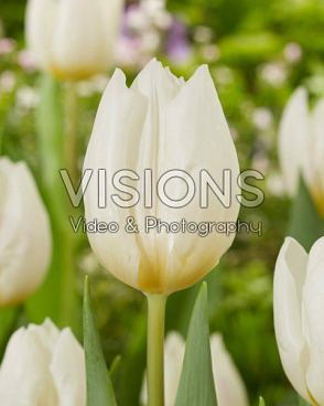 Тюльпан простой ранний Уайт Принц