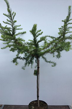 Лиственница кемпфера Диана штамб 90