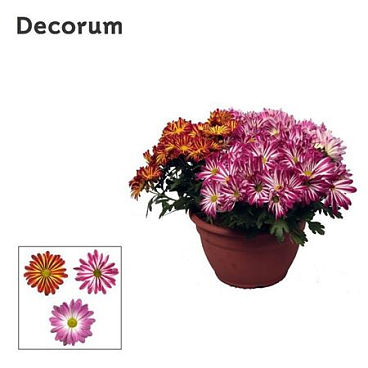 Chrys Margarita Bicolor Carnaval (decorum)