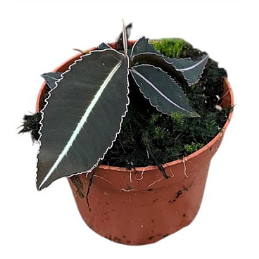 Labisia Pumila