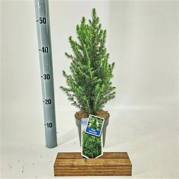 Picea Glauca Conica