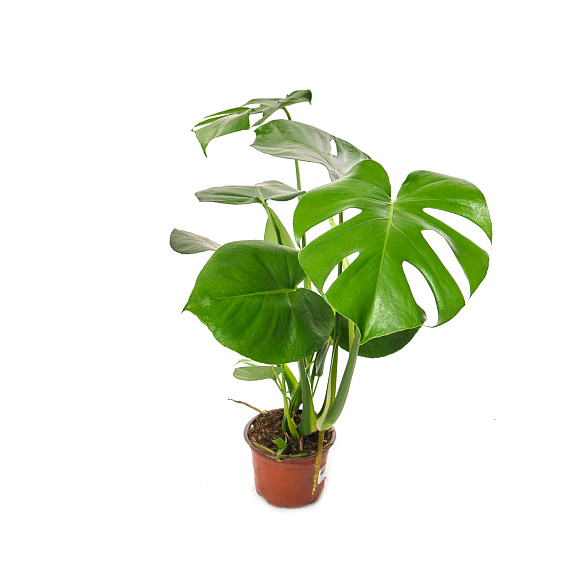 Монстера Микс