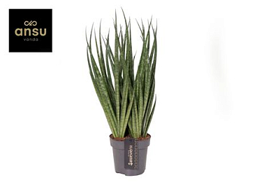 Sansevieria Comet Kichaka