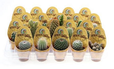 Cactus Mix Potcover Desert Plants