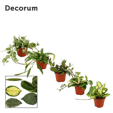 Hoya Mix (decorum)