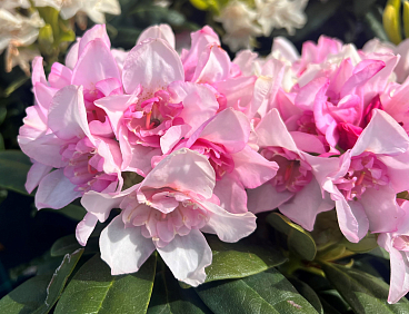 Рододендрон гибридный Куллики