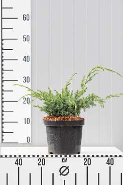 Можжевельник китайский Блю Альпс