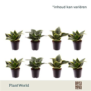 Sansevieria Mix Dwarf (decorum)