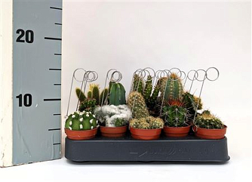 Cactus Mix Luxe Cacti-bow