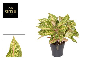 Aglaonema Pomegranate Tea