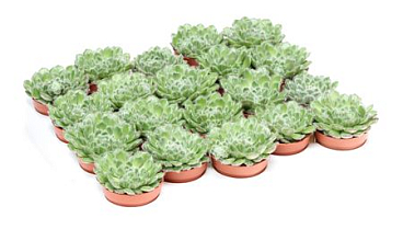 Echeveria Cliata