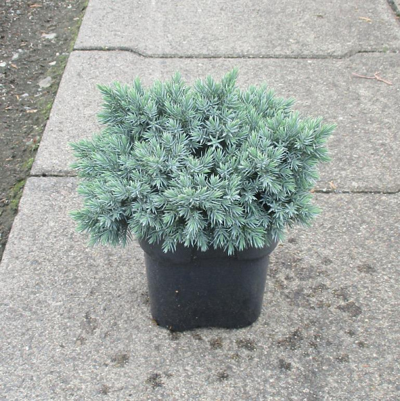 Можжевельник чешуйчатый Блю Стар