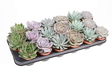 Echeveria Mix On Row