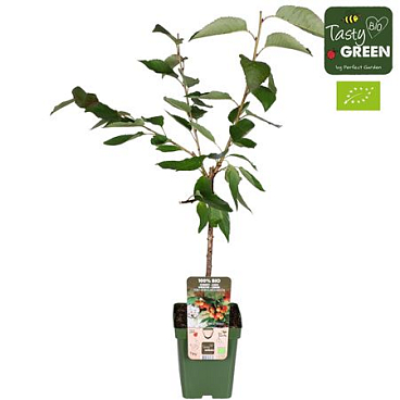 Prunus Avium Bigarreau Napoleon Bio