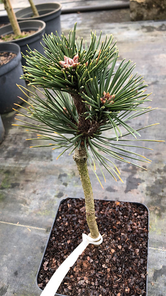 Сосна скрученная Пирин 3 штамб