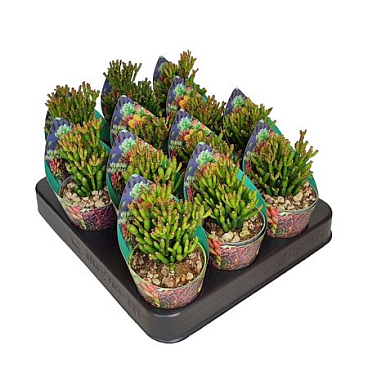 Hatiora Salicornioides Potcover