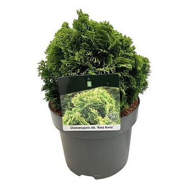 Chamaecyparis Obt Nana Aurea