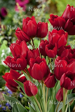 Тюльпан многоцветковый Ред Жоржетт