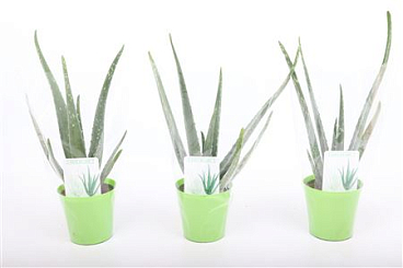 Aloe Vera Green Pot