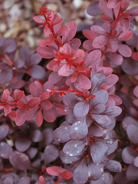 Барбарис тунберга Дартс Ред Леди