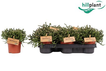 Rhipsalis Burchelli