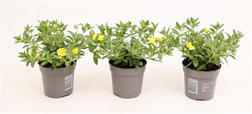 Calibrachoa Minifamous Double Yellow