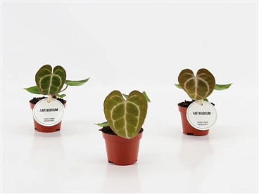 Anthurium Crystallinum