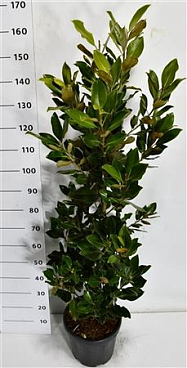 Magnolia Grandi Little Gem
