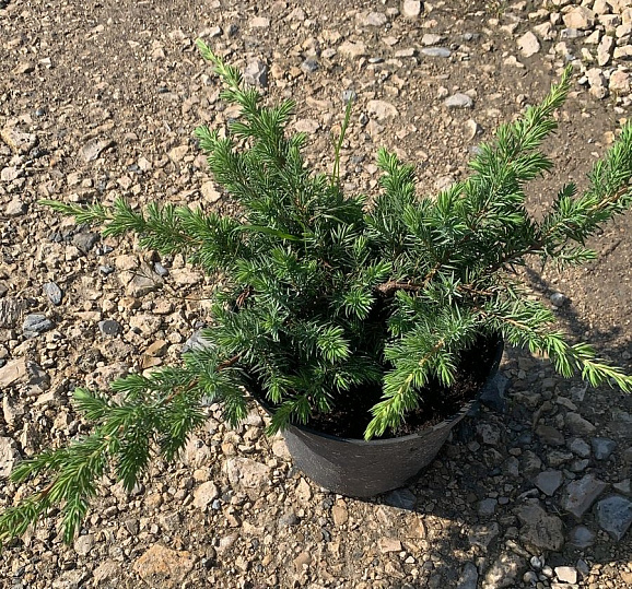 Можжевельник прибрежный Шлагер