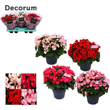 Begonia Betulia Mix (decorum)