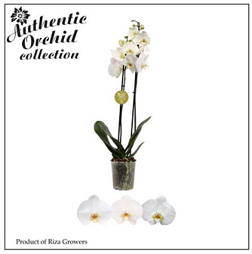 Phal 2st Authentic White 12+ (orchid Growers)