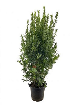 Laurus Nobilis