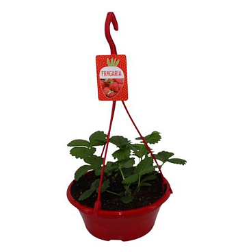 Fragaria Beltran In Hanging Pot