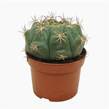 Gymnocalycium Saglione